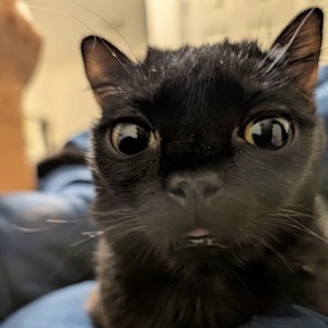 Slime sznn (Explicit)