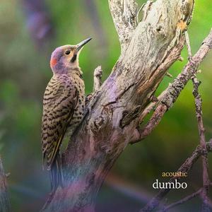 dumbo (Acoustic)