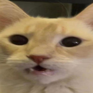 knock knock(feat. 06brick) (Explicit)