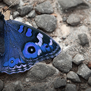 Mariposita Azul