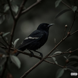 Laurel Lance (Explicit)