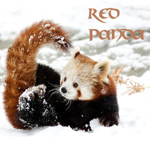 Red Panda