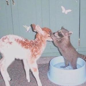 The Deer and Raccoon