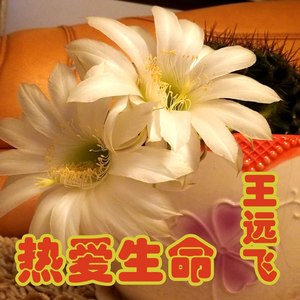 热爱生命 (伴奏)