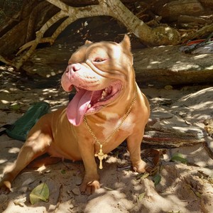 Clima de Festa (Explicit)