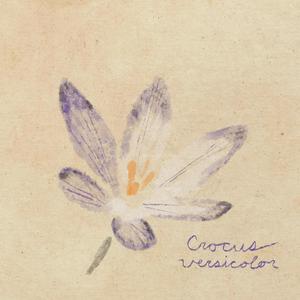 Crocus Versicolor