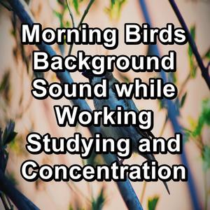 Easy Listening Birdsong Music