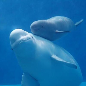 绝地求生 (白鲸版)