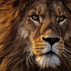 CUT THROAT SEASON!!!! (Explicit)