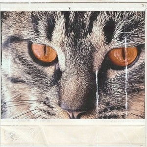 All I Love Is Murder