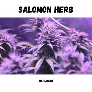 Salomon Herb