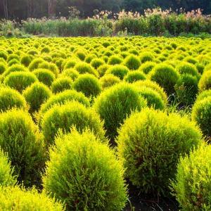 わが家のコキア