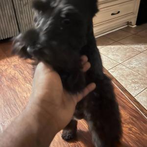 Last Joint (feat. 20PrettyHusky) (For Sale)