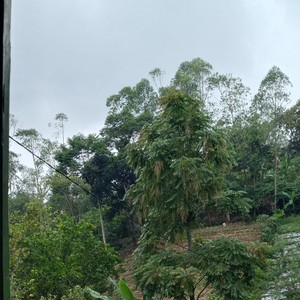 PARGOY ATHENA (Remastered 2025|Explicit)