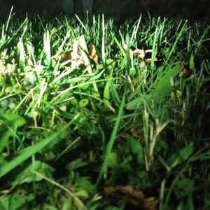 Head Rush (feat. Voji Reck & Dyingmantu$) (A 2021 