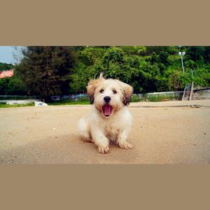 RunRun汪