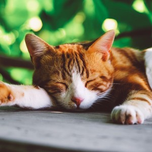 Tranquil Beats for Cats