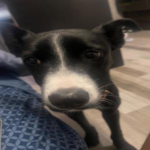 31GK (with *Akeem) (Explicit)