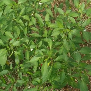 忘了你忘了我 (Live)