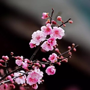 梅花飘香魅力普宁 (伴奏)