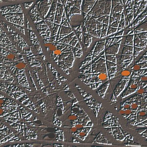 晨月圆圆  演唱版