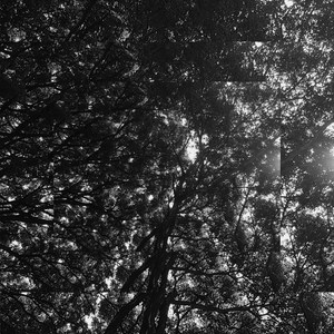 Cada Cachorro Sabe o Dono pra Quem Voltar