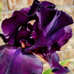 Iris Freestyle (feat. Lil' Iris)