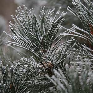 White Girl Ride or Die (Explicit)