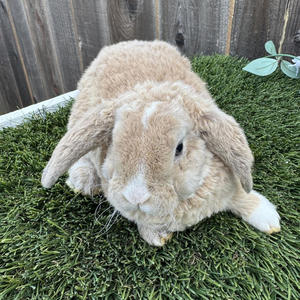 VINES (feat. zinoblade) (Explicit)