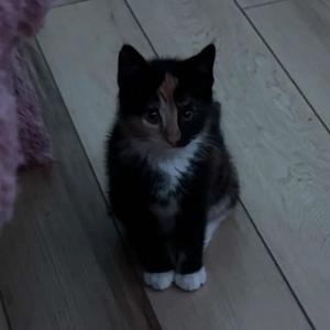 scrap (mysin Remix|Explicit)