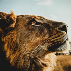 Ignatius - Popcorn Deceit