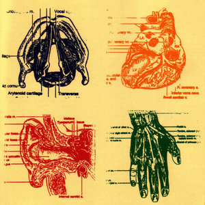 Vena Cava