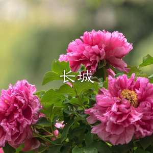 摇头玩