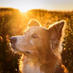 Purring Beneath the Blanket