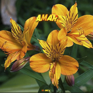 Amar