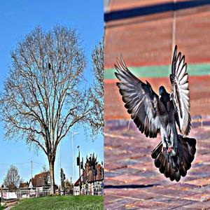 soaring (feat. kaan) (Explicit)