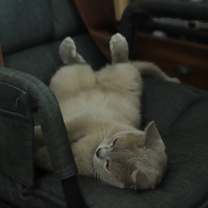 Simon