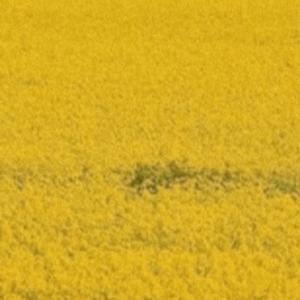 就这样过一生吧