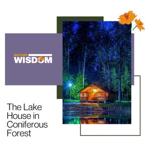 Energy and Flow of Birds in Winter