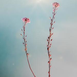 Moi Motoliya(feat. Arin Siam)