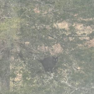 she's gone again (Explicit)