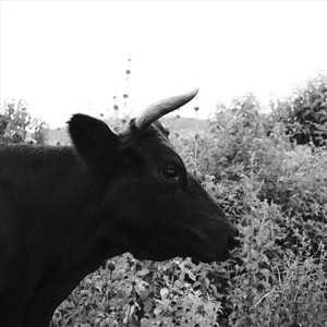 Sánscrito (feat. Adrián Terrazas-González)