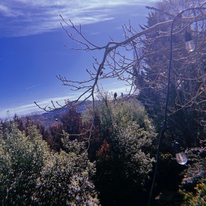 Early morning with a dog