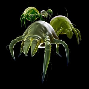 Mites