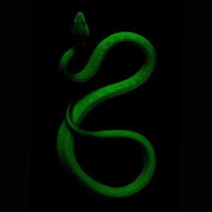 Slime A Slime (feat. Gasbag Stacks) (Explicit)
