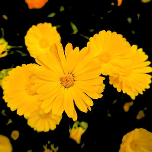 TRUST (Extended Mix)