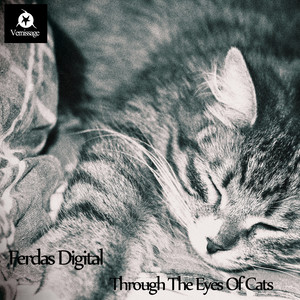 Through the Eyes of Cats