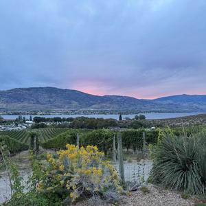 Old Town Road (Saffar) (Explicit)