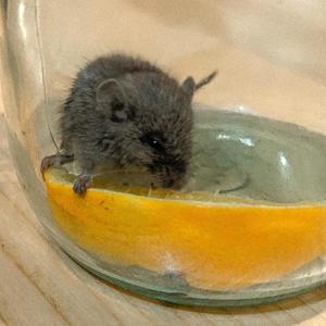 glass mouse