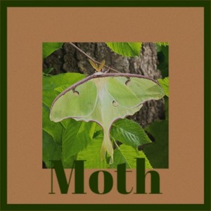 Moth